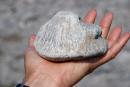 A 450 million year old coral head